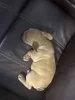 Simba, a male French Bulldog for sale in Spring Hill, FL – 8 of 8