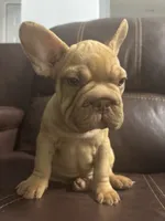 Togo, a male French Bulldog for sale in Spring Hill, FL – 6 of 8