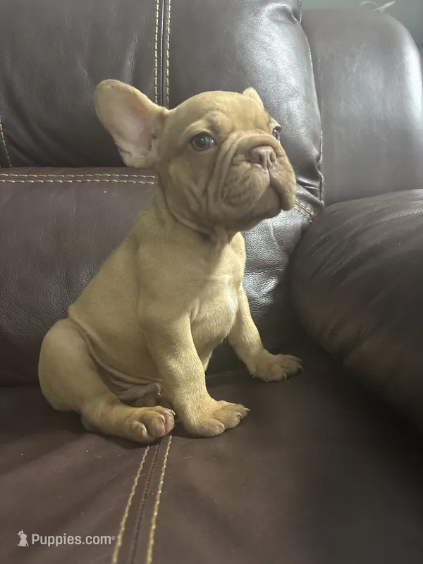 Simba – French Bulldog puppy for sale in Spring Hill, FL
