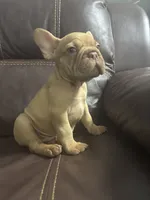 Simba, a male French Bulldog for sale in Spring Hill, FL – 1 of 8