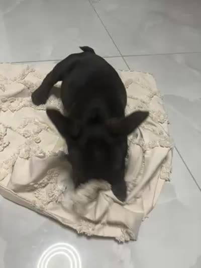 Lebay, a male French Bulldog for sale in Spring Hill, FL – 3 of 7