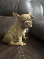 Simba, a male French Bulldog for sale in Spring Hill, FL – 5 of 8