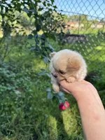 Tiny D, a female Chihuahua for sale in Dover, OH – 5 of 10