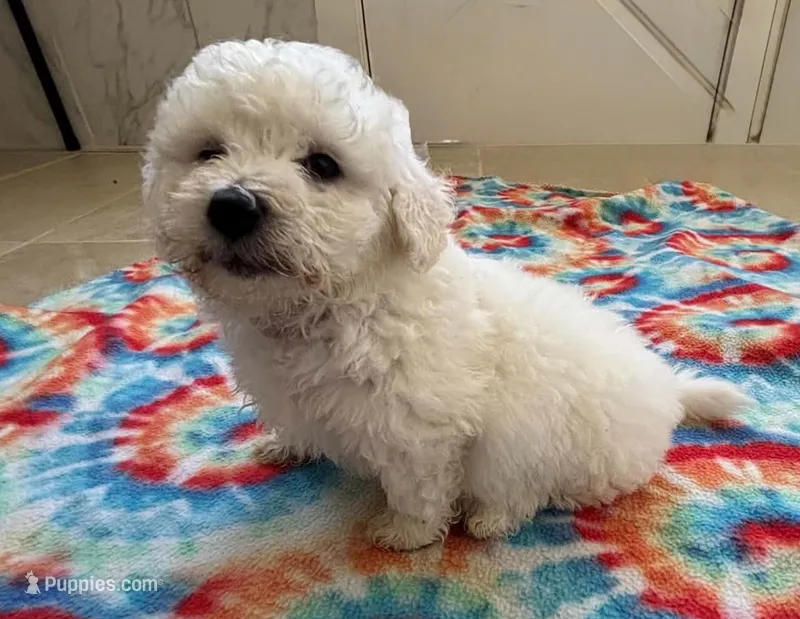 Linus – Bichon Frise puppy for sale in Dover, OH