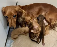 Adult , a female Miniature Dachshund for sale in Dover, OH – 2 of 2