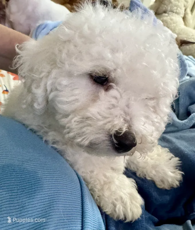 Jr – Bichon Frise puppy for sale in Dover, OH