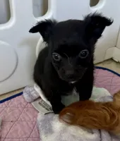Price lowered for a limited time , a male Chihuahua for sale in Dover, OH – 3 of 6