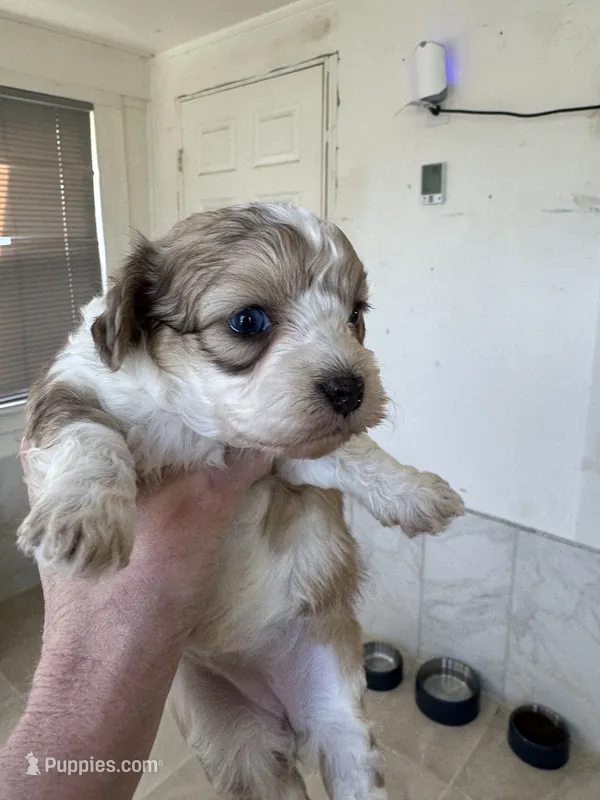 Aaron – Bichon Frise, Chihuahua puppy for sale in Dover, OH