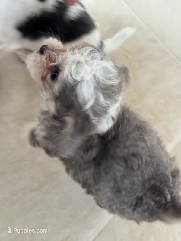 Avery – Bichon Frise, Chihuahua puppy for sale in Dover, OH