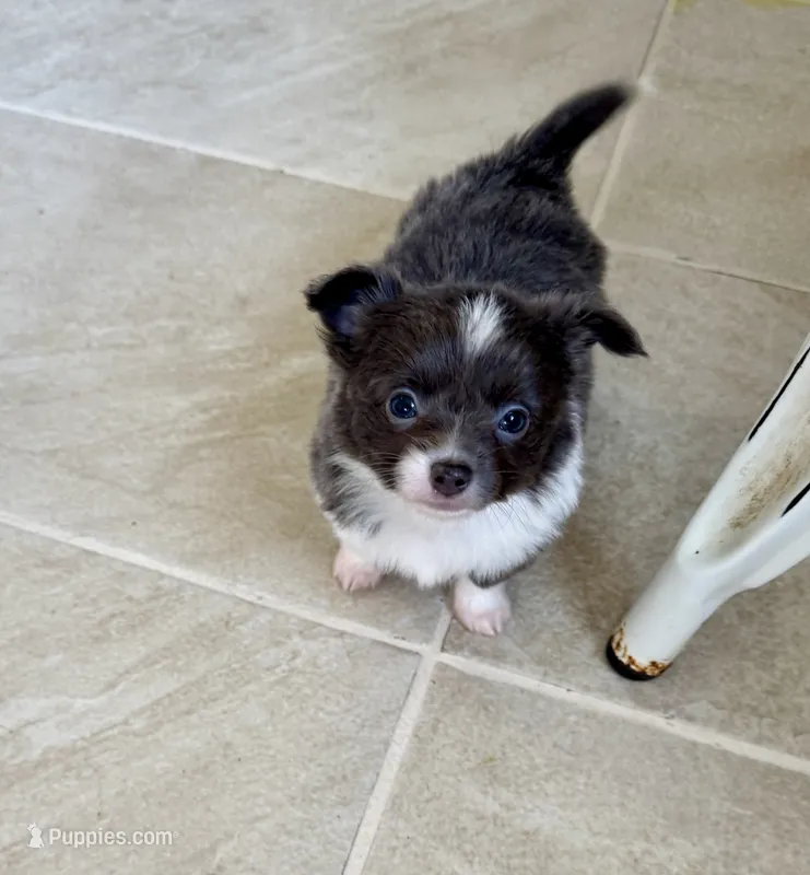 Navy  – Chihuahua puppy for sale in Dover, OH