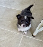 Navy , a male Chihuahua for sale in Dover, OH – 1 of 3