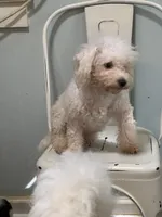 Sofia, a female Bichon Frise for sale in Dover, OH – 3 of 4