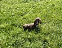 Forest , a male Miniature Dachshund for sale in Dover, OH – 3 of 5