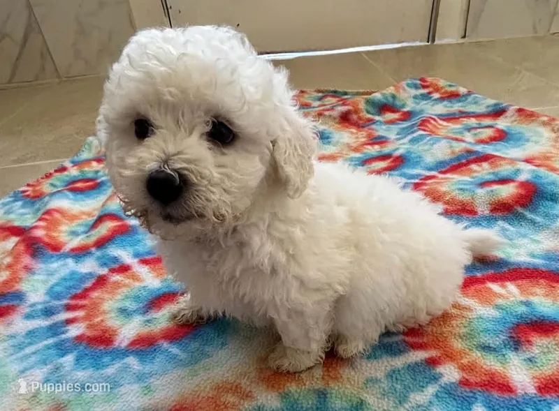 Bella – Bichon Frise puppy for sale in Dover, OH