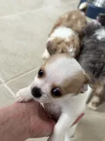 Tiny Elton 4 lbs tops, a male Chihuahua for sale in Dover, OH – 6 of 6