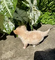 Tiny D, a female Chihuahua for sale in Dover, OH – 8 of 10