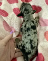 Ruby Ann AKC, a female Miniature Dachshund for sale in Dover, OH – 4 of 4