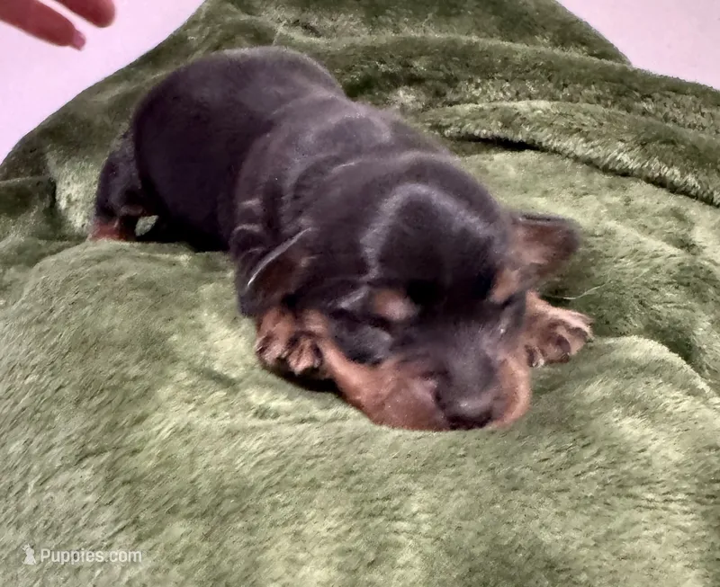 October AKC – Miniature Dachshund puppy for sale in Dover, OH