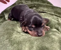 October AKC, a female Miniature Dachshund for sale in Dover, OH – 1 of 2