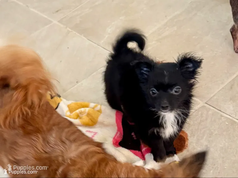 Boo – Chihuahua puppy for sale in Dover, OH