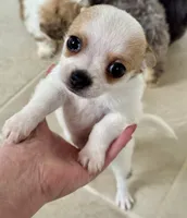Tiny Elton 4 lbs tops, a male Chihuahua for sale in Dover, OH – 4 of 6