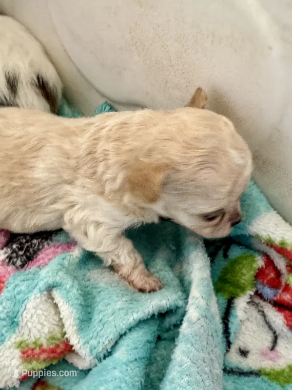 Xxtiny – Chihuahua puppy for sale in Dover, OH