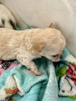 Xxtiny, a female Chihuahua for sale in Dover, OH – 1 of 7
