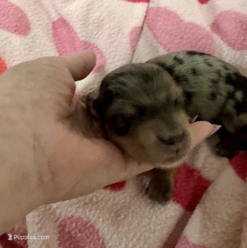 Ruby Ann AKC – Miniature Dachshund puppy for sale in Dover, OH