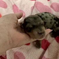 Ruby Ann AKC, a female Miniature Dachshund for sale in Dover, OH – 1 of 4