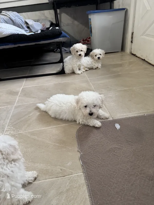 Jr (Snoop) – Bichon Frise puppy for sale in Dover, OH