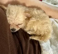 Tiny Dancer , a female Chihuahua for sale in Dover, OH – 9 of 10