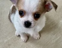 Tiny Elton 4 lbs tops, a male Chihuahua for sale in Dover, OH – 3 of 6