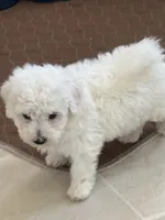 Snoop , a male Bichon Frise for sale in Dover, OH – 2 of 3