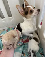 Xxtiny, a female Chihuahua for sale in Dover, OH – 4 of 7