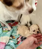 Xxtiny, a female Chihuahua for sale in Dover, OH – 3 of 7