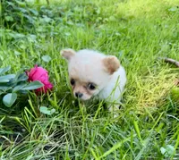 Tiny D, a female Chihuahua for sale in Dover, OH – 2 of 10