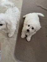Charlie, a male Bichon Frise for sale in Dover, OH – 3 of 3