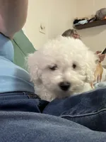 Jr, a male Bichon Frise for sale in Dover, OH – 3 of 5