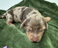 November Rain Akc , a male Miniature Dachshund for sale in Dover, OH – 5 of 6