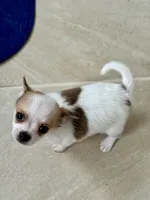 Tiny Elton 4 lbs tops, a male Chihuahua for sale in Dover, OH – 5 of 6
