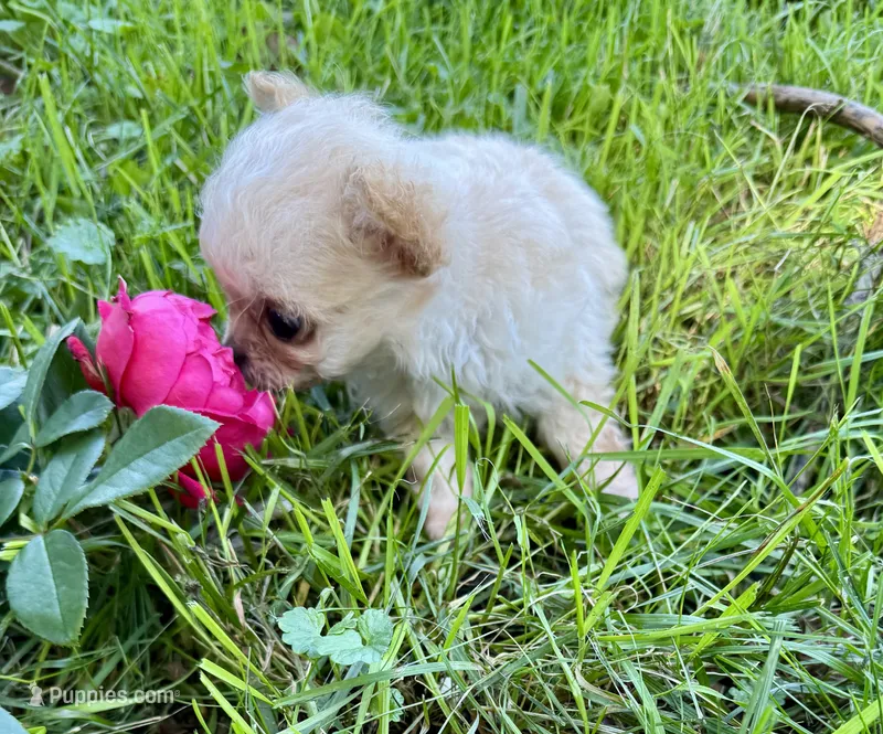 Tiny D – Chihuahua puppy for sale in Dover, OH