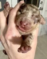 Autumn Lh chocolate , a female Miniature Dachshund for sale in Dover, OH – Photo 2 of 4