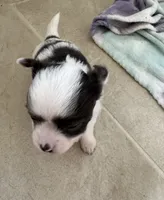 Vanessa puppies , a male Chihuahua for sale in Dover, OH – 4 of 6