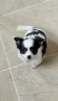 Vanessa’s boy Spock, a male Chihuahua for sale in Dover, OH – 8 of 9