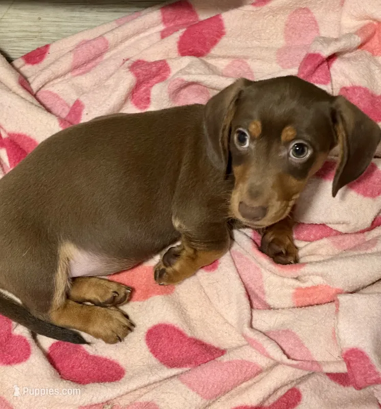 Coco I’m a girl – Miniature Dachshund puppy for sale in Dover, OH