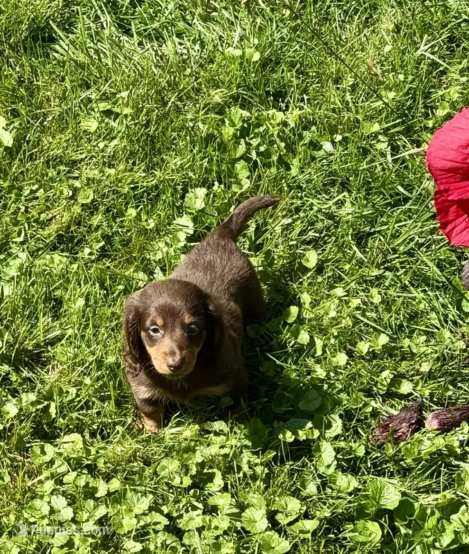 Chip – Miniature Dachshund puppy for sale in Dover, OH