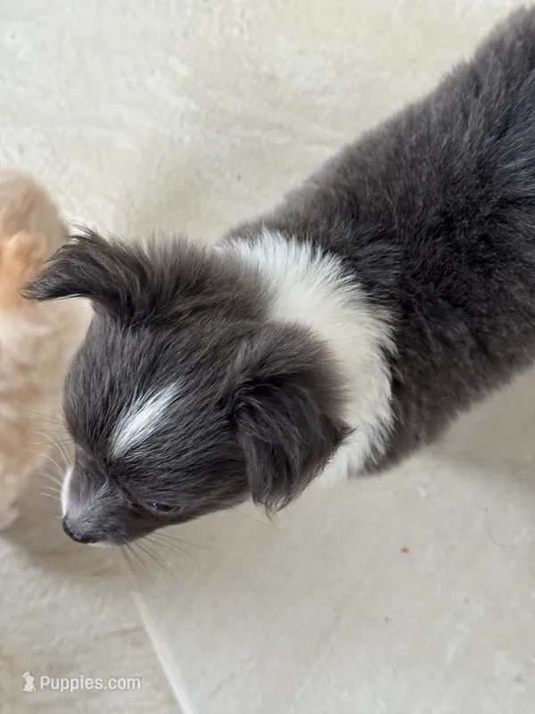 Navy  – Chihuahua puppy for sale in Dover, OH