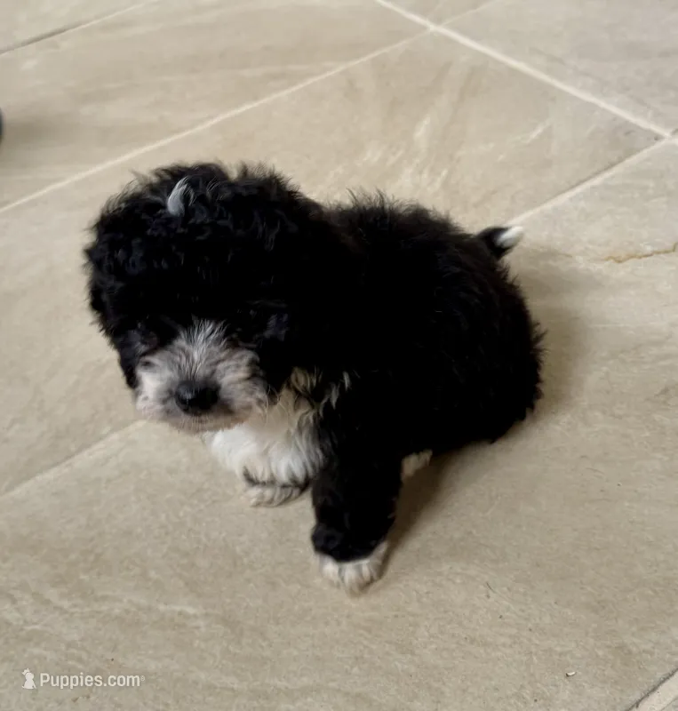 Ori – Bichon Frise, Chihuahua puppy for sale in Dover, OH