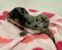 Ruby Ann AKC, a female Miniature Dachshund for sale in Dover, OH – 2 of 4