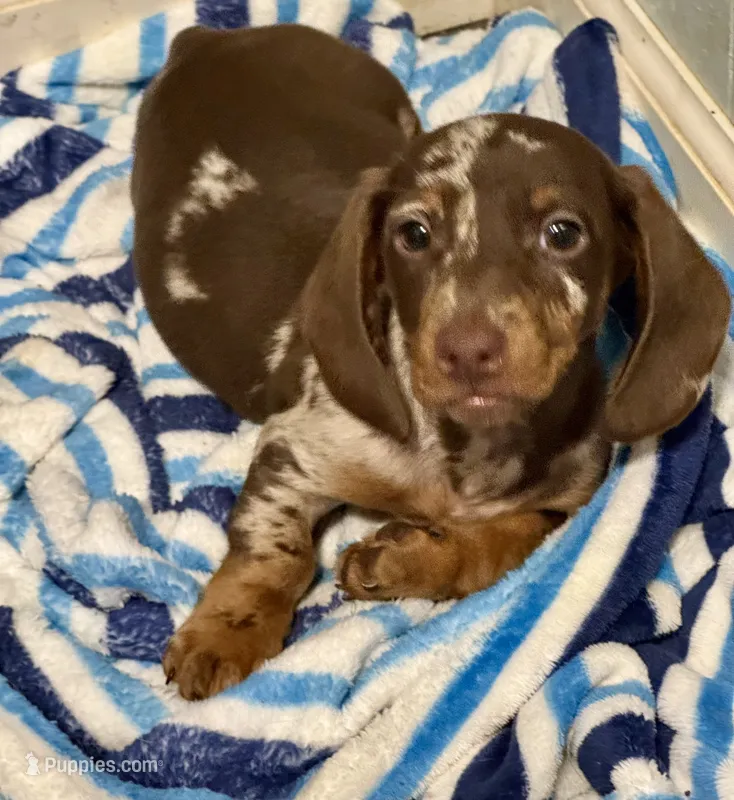 Forest  – Miniature Dachshund puppy for sale in Dover, OH